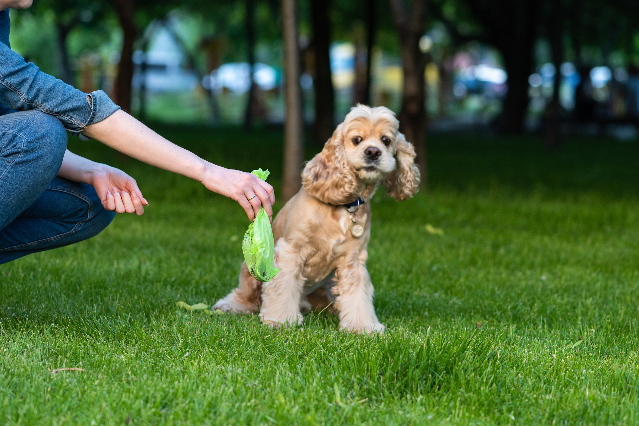 picking up dog poop before mowing lawn